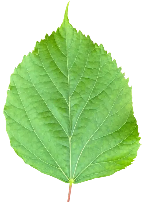 leaf01